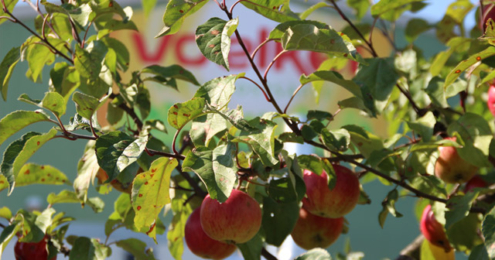 Voelkel Streuobstwiesen