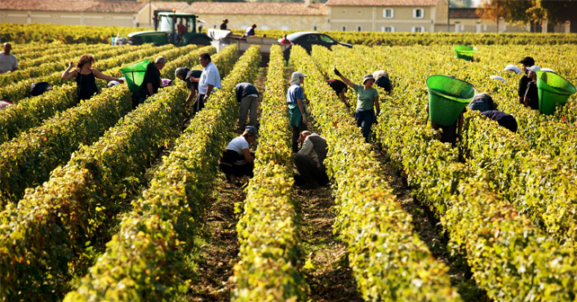 CIVB Bordeaux Weinlese