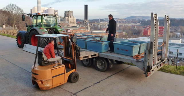 Weinfactum Bad Cannstatt Trockenbeerenauslese