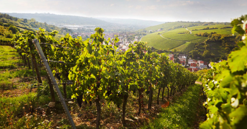 GWF Randersacker Ortschaftsbild