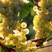 Raimund Prum Kreiert Exklusives Weinlabel Fur Aldi Sud