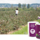 Aronia regional