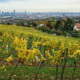 Wiener Weinbau