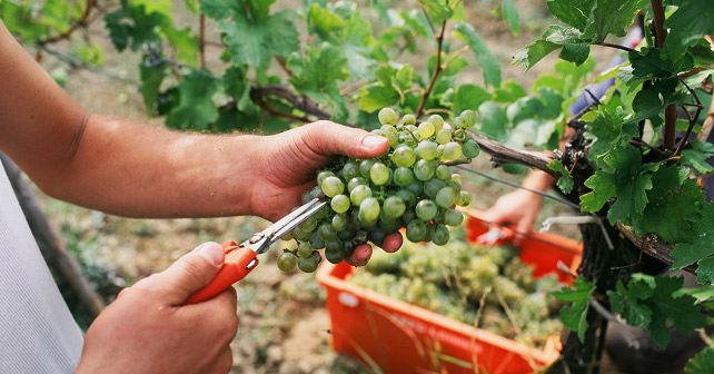 Oesterreichisch wein neue Rebsorten