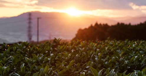 Teeanbau Plantage