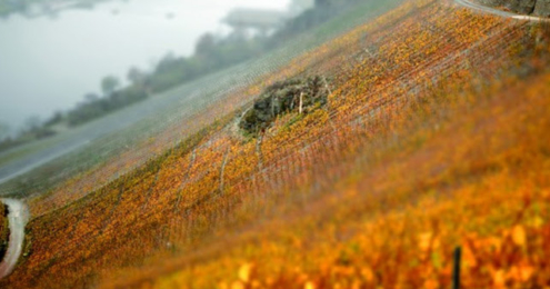 Weingut Martin Schömann