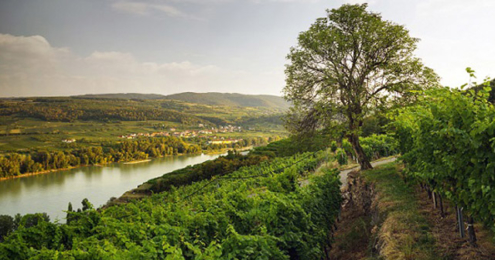 Österreich Wein Weinjahrgang 2018