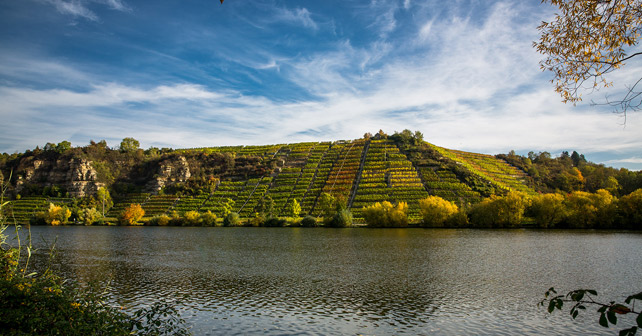 Lauffener Weingärtner Weinberg