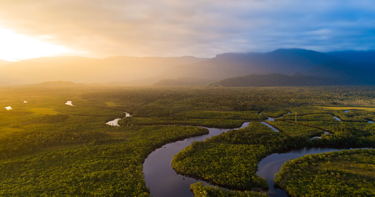 Amazonas Regenwald