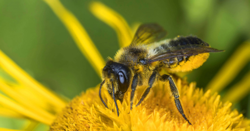 Wildbiene trinkt Blütennektar