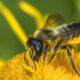 Wildbiene trinkt Blütennektar