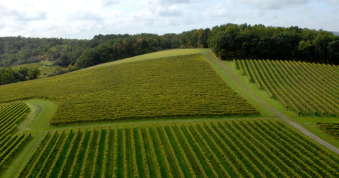 Pernod Ricard Vineyard