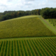 Pernod Ricard Vineyard