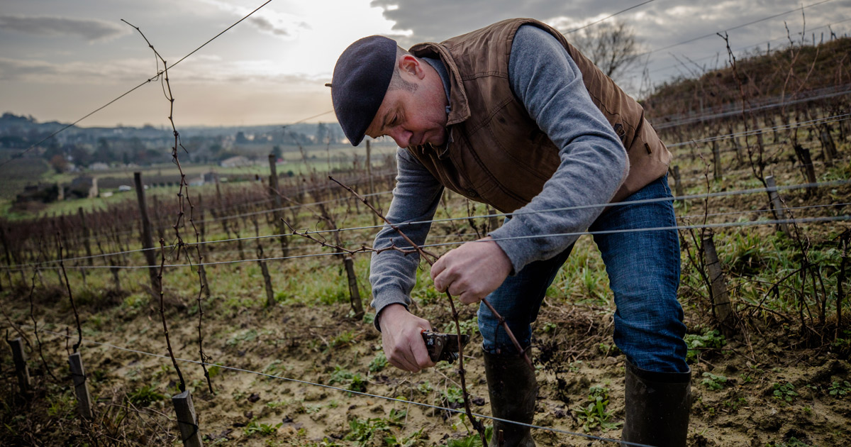 bordeauxweine rebsorten