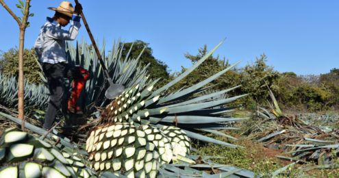 agave plantage