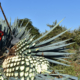 agave plantage