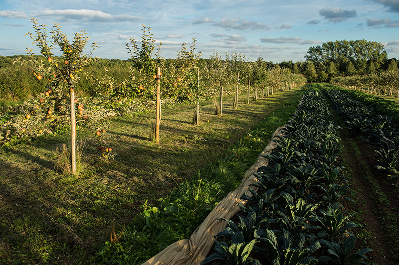 capreolus distillery plantage