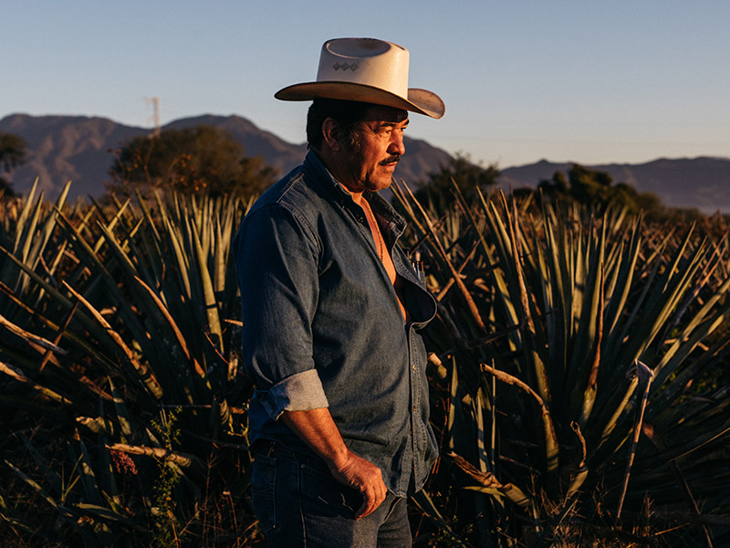 agave plantage