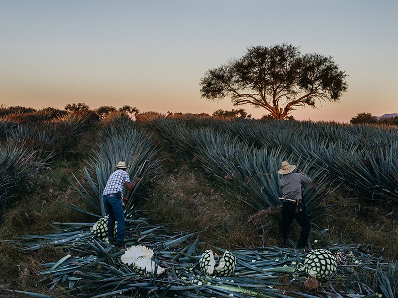 tequila herstellung