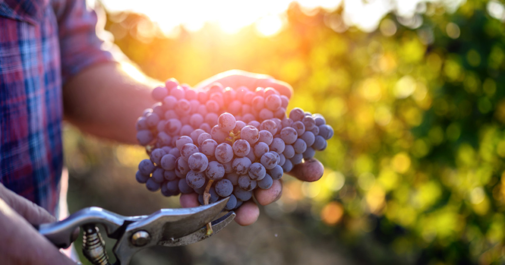 weinlese