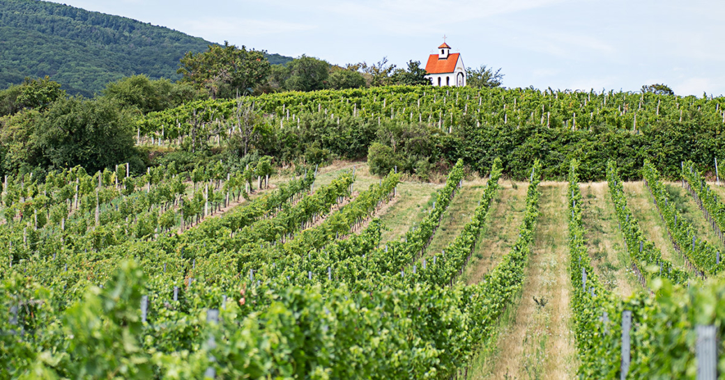 Österreich Wein Hänge
