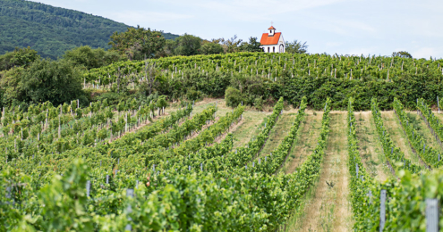 Österreich Wein Hänge