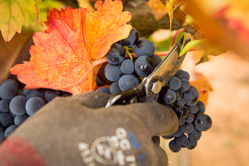 Fruitfulness Harvest Scarf- Grapes Delight