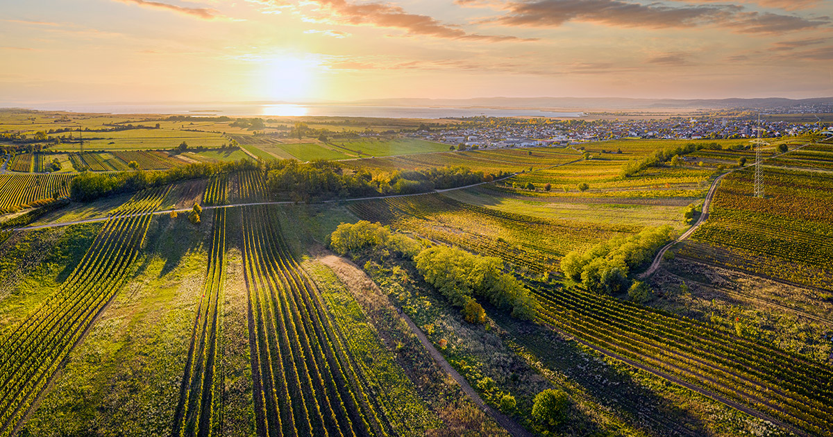 Oesterreich Wein Burgenland