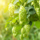 Hopfen Adobe Stock