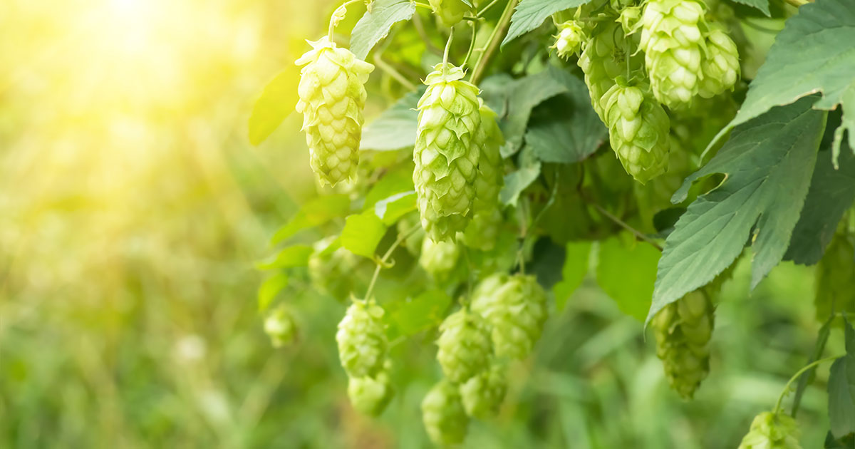 Hopfen Adobe Stock